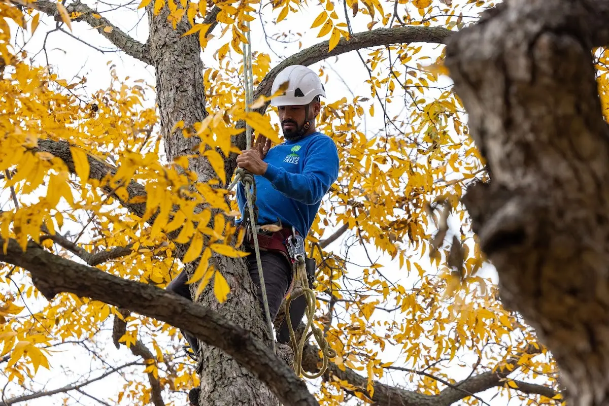 Skilled Tree Planting crew working in Lebanon